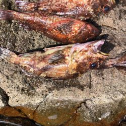 またガシラです。