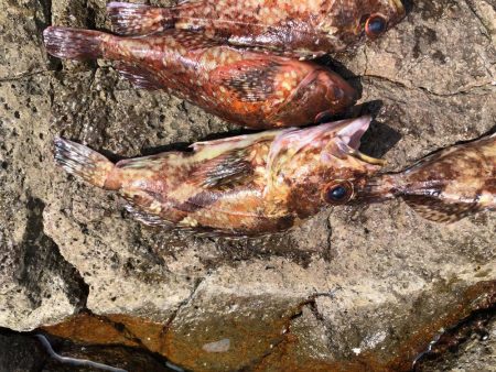 またガシラです。