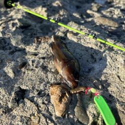 小樽港南防波堤でカレイ!!