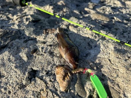 小樽港南防波堤でカレイ!!