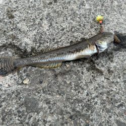 小樽港での投げ釣りとサビキ釣り!!!