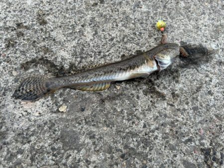 小樽港での投げ釣りとサビキ釣り!!!