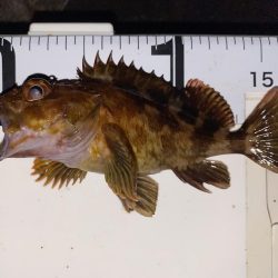 エギング釣れないのでメバル