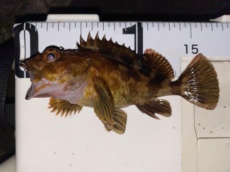 エギング釣れないのでメバル