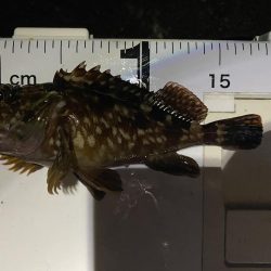 渋いけど嬉しい釣果とアジ調査