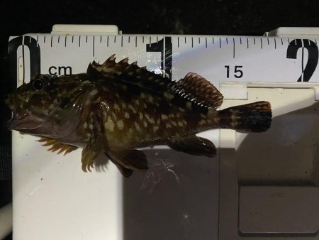 渋いけど嬉しい釣果とアジ調査