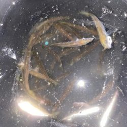 夜な夜な豆アジ乱舞‼️