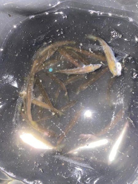 夜な夜な豆アジ乱舞‼️