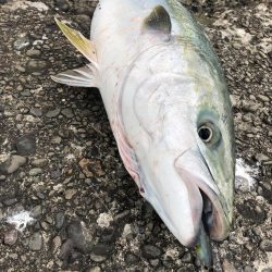 久しぶりのメジロ