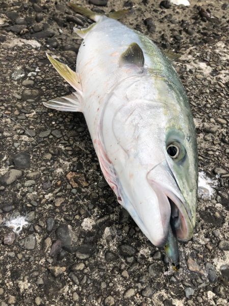 久しぶりのメジロ