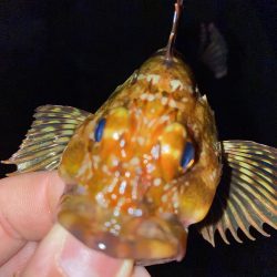 価値ある1匹とガシラッシュ