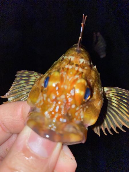 価値ある1匹とガシラッシュ