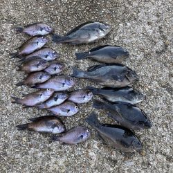 グレ狙い＆ファミリーフィッシング