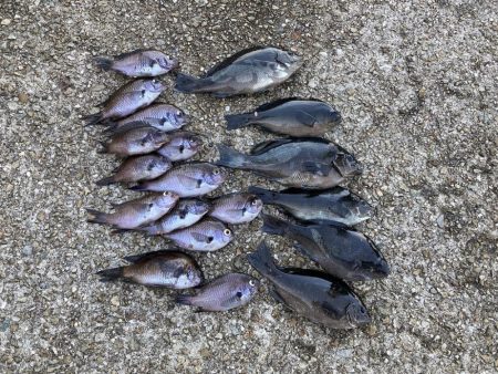 グレ狙い＆ファミリーフィッシング