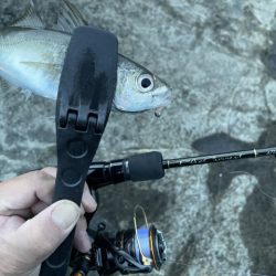 2023 佐渡ヶ島 ライトゲーム 6月21日