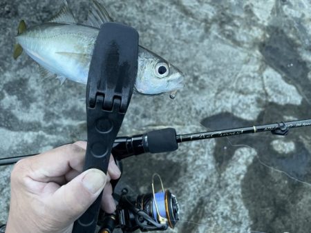 2023 佐渡ヶ島 ライトゲーム 6月21日