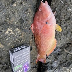 ケンカ別れ後のアカハタ