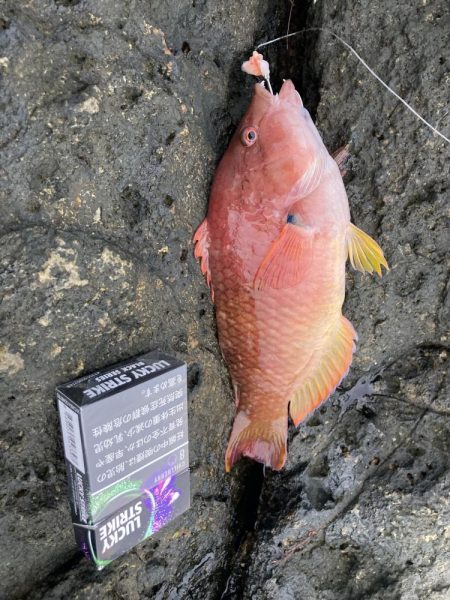 ケンカ別れ後のアカハタ