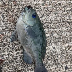 ファミリーフィッシングで7目