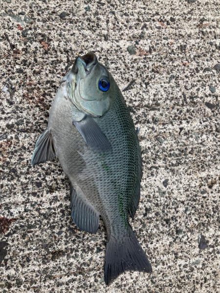 ファミリーフィッシングで7目