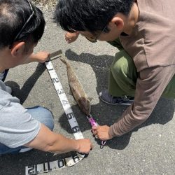 サゴシ釣りの予定が〜