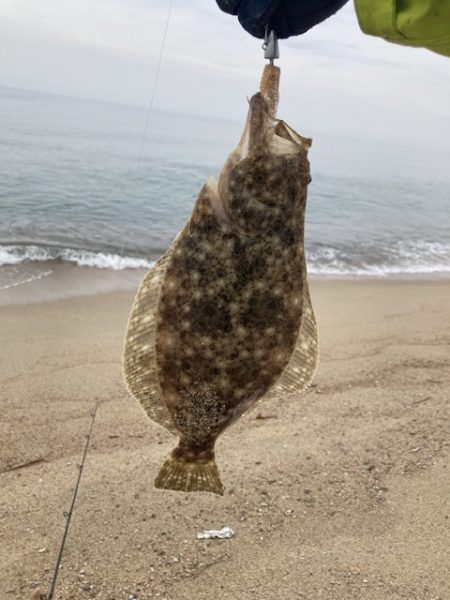 サーフフィッシング