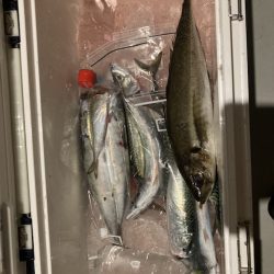 イカ&アジ&サバー