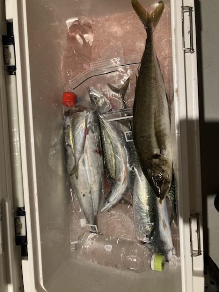 イカ&アジ&サバー