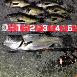 満月大潮でも釣れますね！