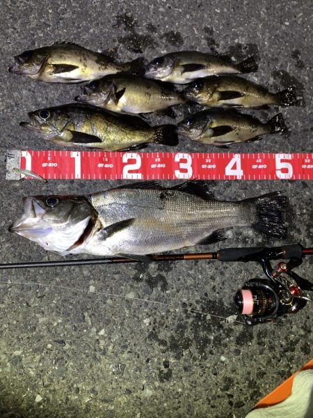 満月大潮でも釣れますね！