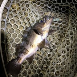 最終メバリング