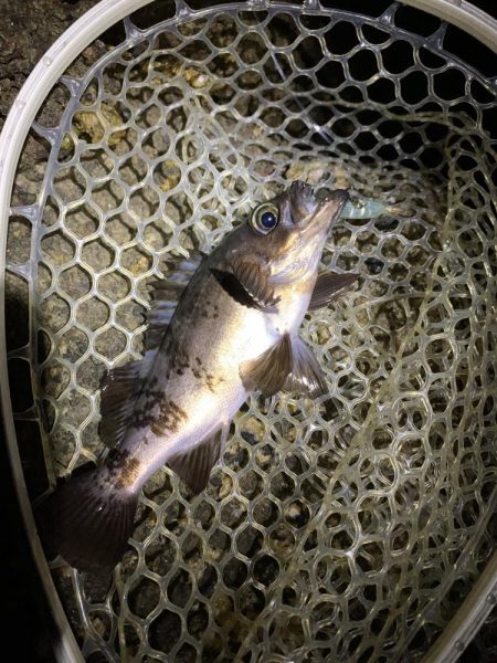 最終メバリング