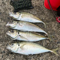 アジング釣行