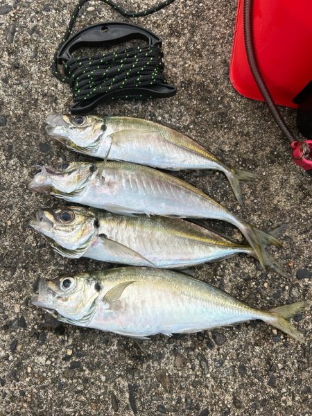 アジング釣行