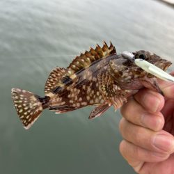 マイクロガシラとアナハゼとでかメッキ