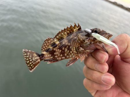 マイクロガシラとアナハゼとでかメッキ