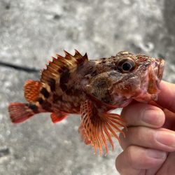 やっとマシガッシー!