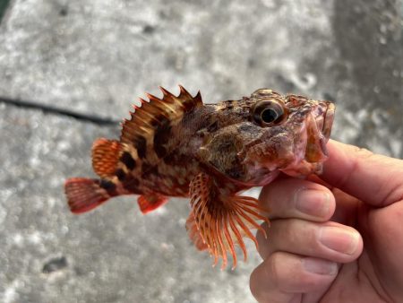 やっとマシガッシー!