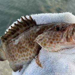 ガッシーは裏切らない！