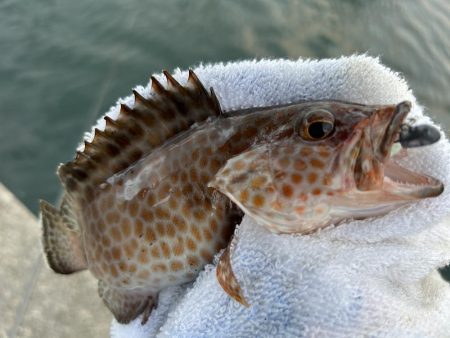 ガッシーは裏切らない！