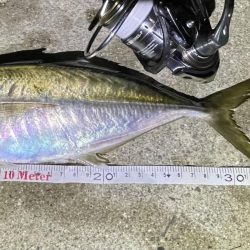 久々のアジング