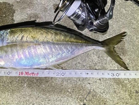 久々のアジング