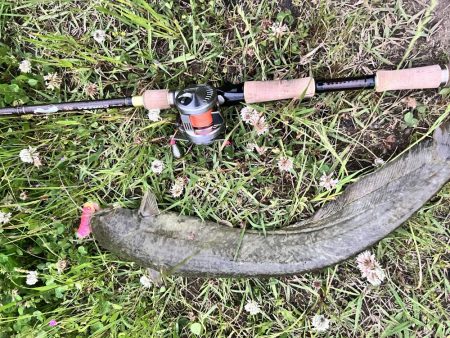 ナマズさん！！