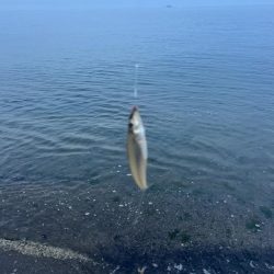 今日は渋かったらしいです