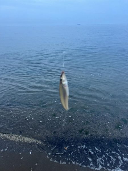 今日は渋かったらしいです