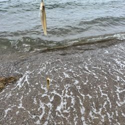 今回もキス釣り！！