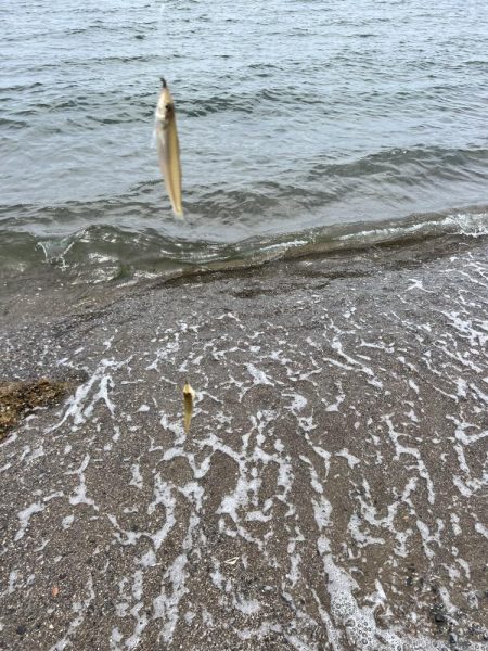 今回もキス釣り！！