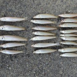 梅雨の晴れ間のキス釣り