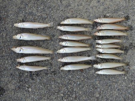 梅雨の晴れ間のキス釣り