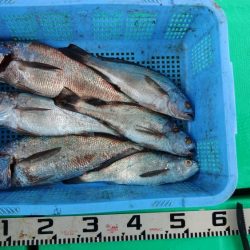 泉州丸 釣果